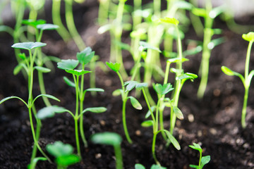 CELERY Seedings (SAGEBRUSH or APIUM GRAVEOLENS L.).