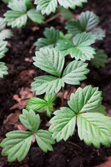 Strawberry seedings