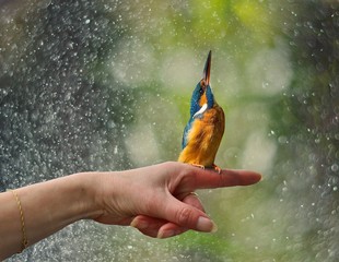 kingfisher