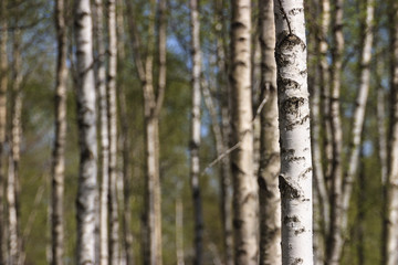 Birch tree trunks