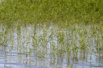 Reeds in the water at the beach