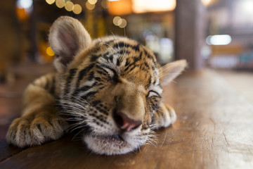 a small tiger sleeping