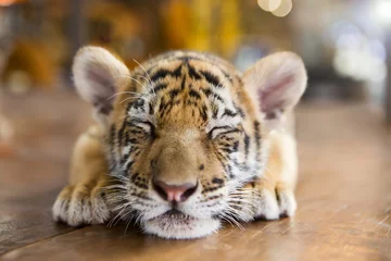 Foto op Plexiglas Tijger Schattige tijgerwelp slapen op een houten vloer