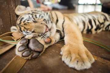 Naklejka premium Cute little tiger cub lying sleeping on a wooden floor