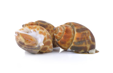 spotted babylon isolated on white background