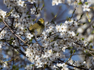 Common chiffchaff