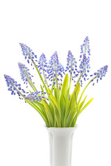 Traubenhyazinthe in einer Vase auf weißem Hintergrund