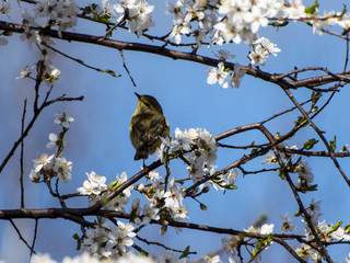 Common chiffchaff
