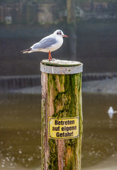 Möwe auf Holzpfosten