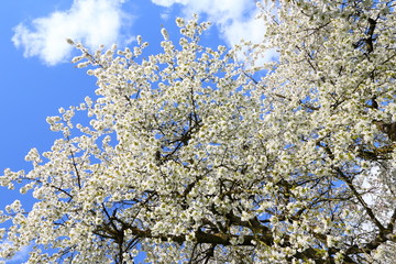 Kirschblüte (Cherry blossom) in Wiesbaden-Frauenstein