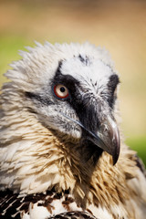 eagle vulture