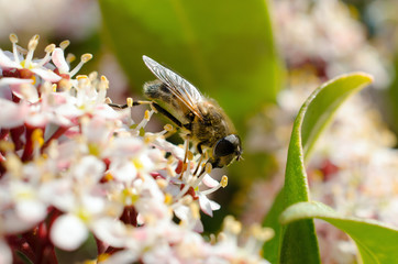 Biene (Apiformes)