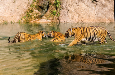 Naklejka na ściany i meble Group of tigers play fighting in the water