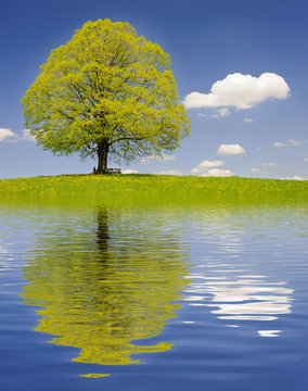 Gro&szlig;e alte Linde im Fr&uuml;hling mit Spiegelung im See