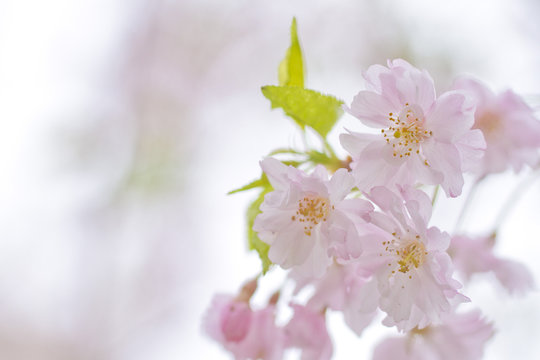 Pink Cherry Blossoms