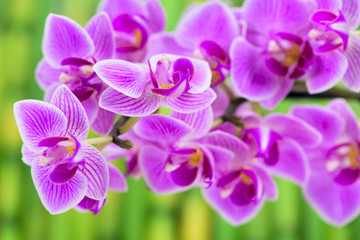 Obraz na płótnie Canvas Orchidee im Detail und Bambus