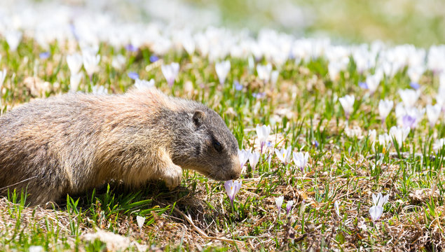 mormotta con crocchi