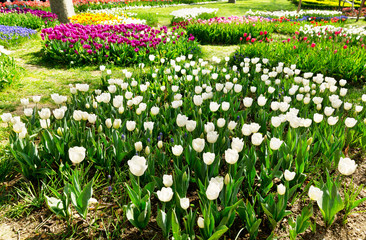 white tulip flowers
