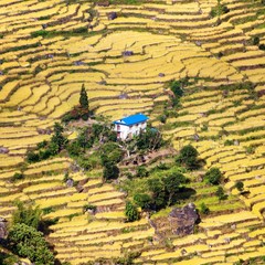 terraced fields of paddy field and primitive small house