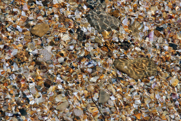 pieces of sea shells through a layer of water