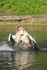 Fototapeta premium Egyptian Goose, Alopochen aegyptiaca