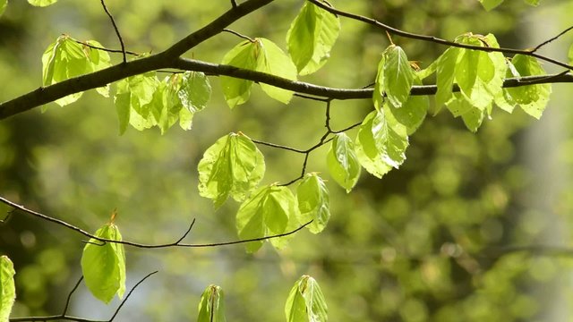 Junge, frische Bl&auml;tter im Fr&uuml;hjahr
