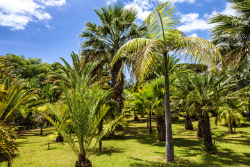 Fototapeta na wymiar Tropical Botanical Garden in Funchal, Madeira island, Portugal
