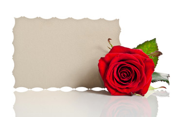 Red rose and blank gift card for text on white background