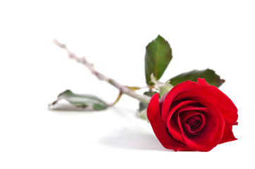 beautiful red rose isolated on white background