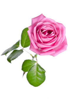 beautiful single pink rose on a white background. top view