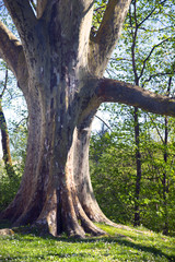 Gewaltiger alter Baum