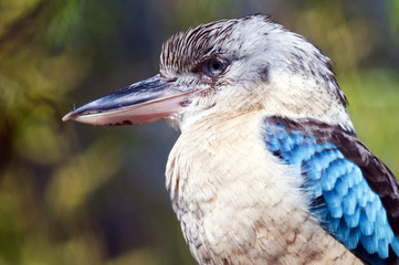 Blue-winged kookaburra