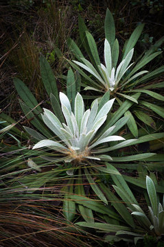 Frailejones