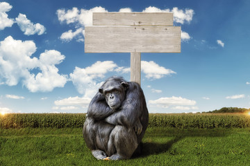 idly chimpanzee, sitting in front of a wooden sign