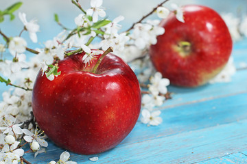 apple flowers and ripe red apples on blue wooden background