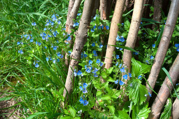blue little flowers in grass and wooden stick