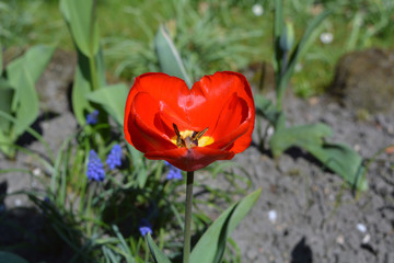 Spring flowers.Beautiful red tulip on green background.