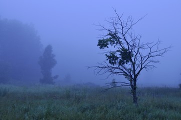 Plakat Blue mist at dawn