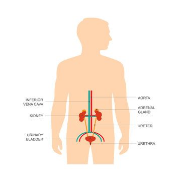 human urinary system anatomy, vector medical kidney