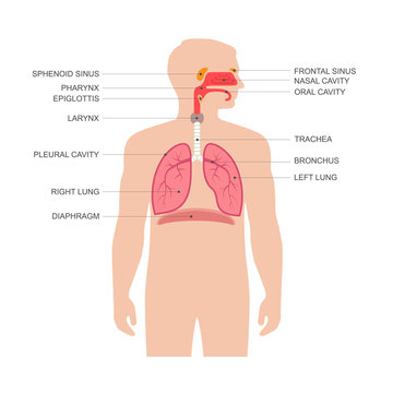 human respiratory system anatomy, vector medical nose