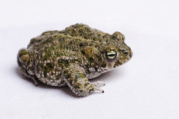 Bufo calamita