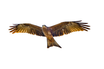 Flying Yellow-billed kite