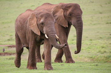 African Elephant Herd