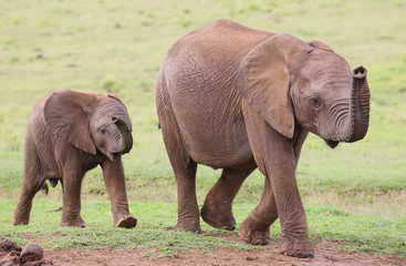 Fototapeta na wymiar Young African Elephant Friends