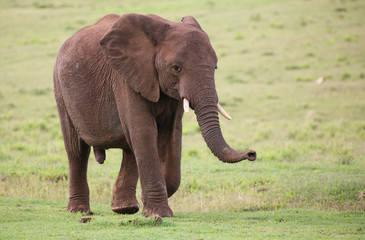 Fototapeta na wymiar African Elephant Male