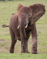 Fototapeta na wymiar African Elephant Male