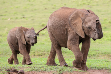 Fototapeta na wymiar Young African Elephant Friends