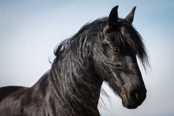 Fototapeta na wymiar Portrait beauty friesian horse