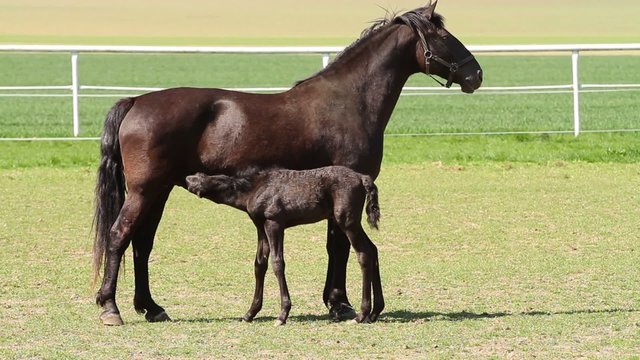 Old Kladrub black horse mare with foal