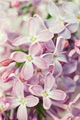 Foto op Canvas lilac isolated on white © Diana Taliun